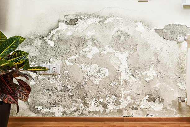 mold remediation in kansas city